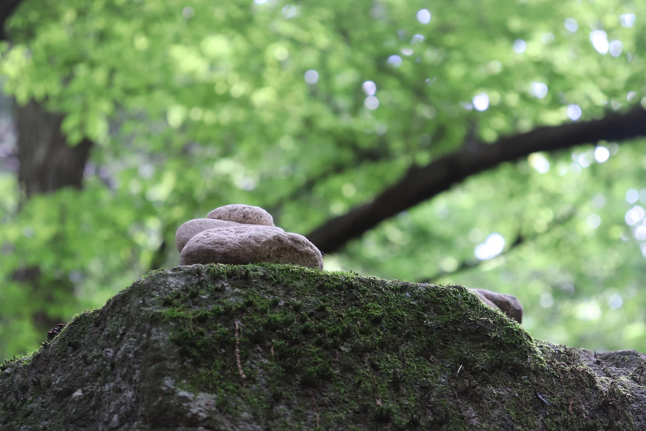 20210718갑사 (64).JPG