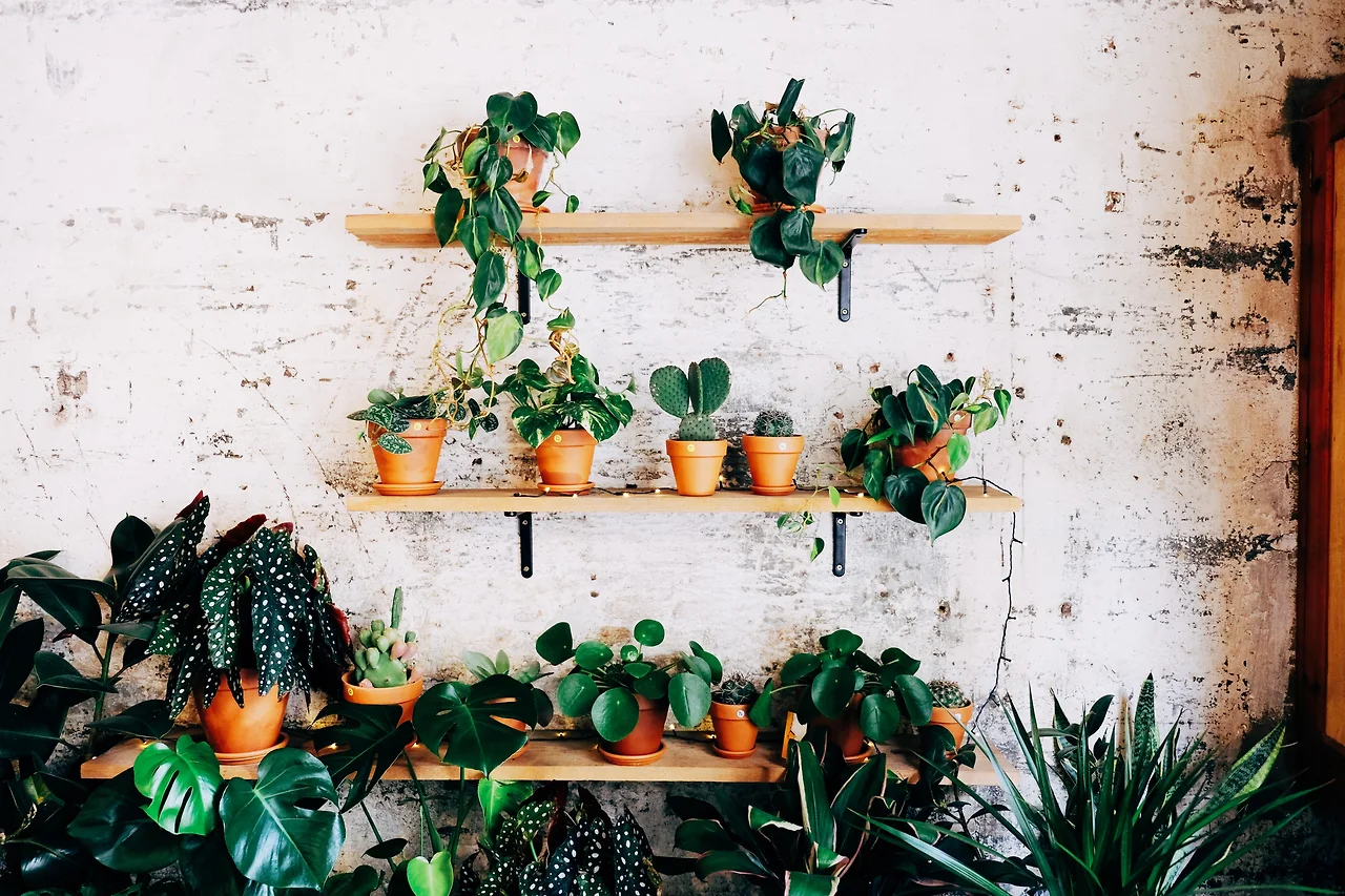 photo-1583484904900-b92f8893b7a8?ixlib=rb-1.2.1&ixid=eyJhcHBfaWQiOjEyMDd9&w=1000&q=80