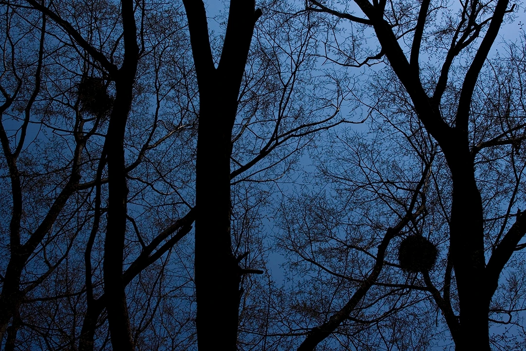 수원 화성 벗나무.JPG