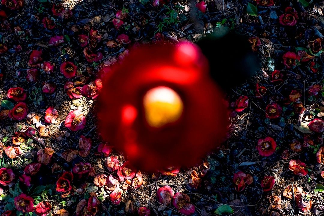 슬픈 아름다움 (2).JPG