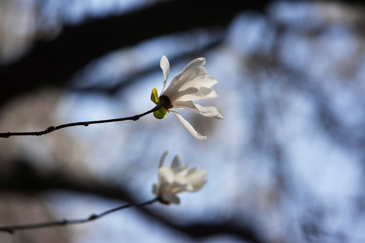 천리포수목원 (20).JPG