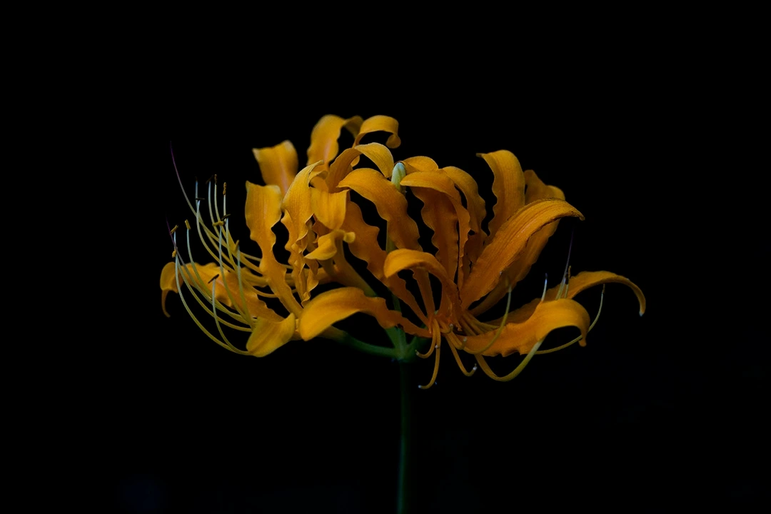 진노랑 상사화 (1).JPG