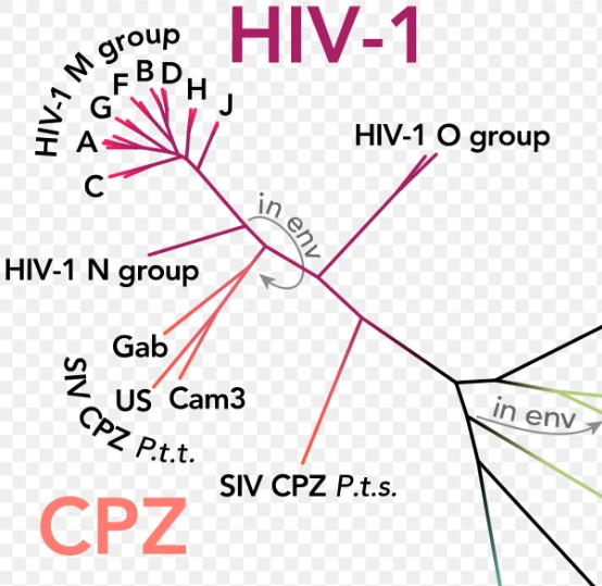 hiv.PNG