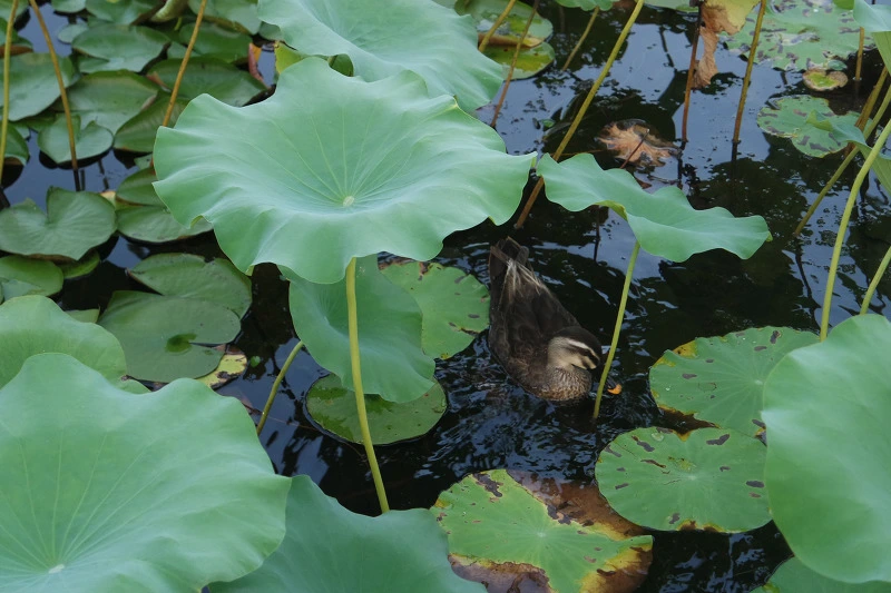 210AAB4755D5301A2EFBD5