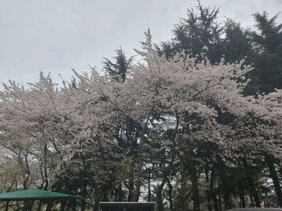 %EB%B2%97%EA%BC%BF11.jpg?type=w580