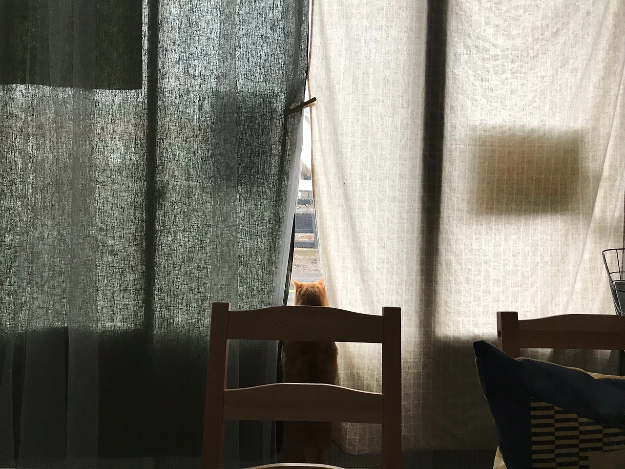 16호 고양이 개인.jpeg