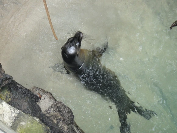 99AA913359FB7D8C272656