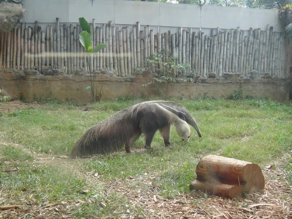 99A3ED335A0062F2061C9D