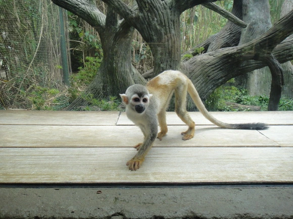 9937EE335A0062DE2BC2CA