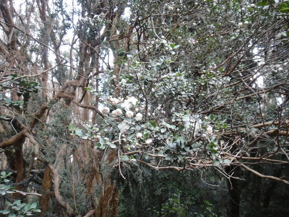 999D483359F64D9E1180C2