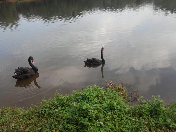 2712A53B56096B6A25A244