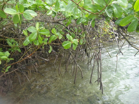 99B3383359FB7D8E274B5C