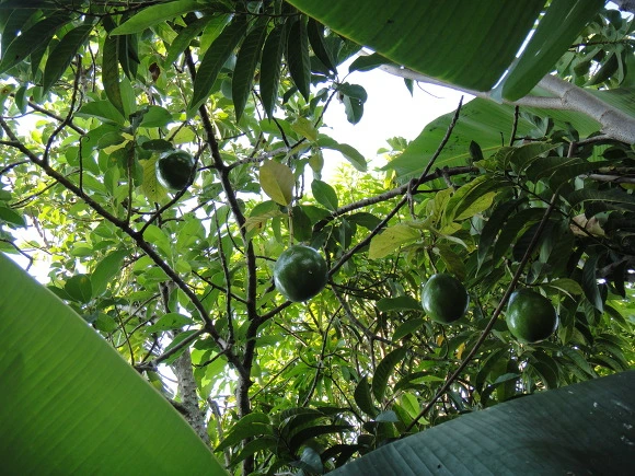 9975CB3359F7CFAF36A1E5