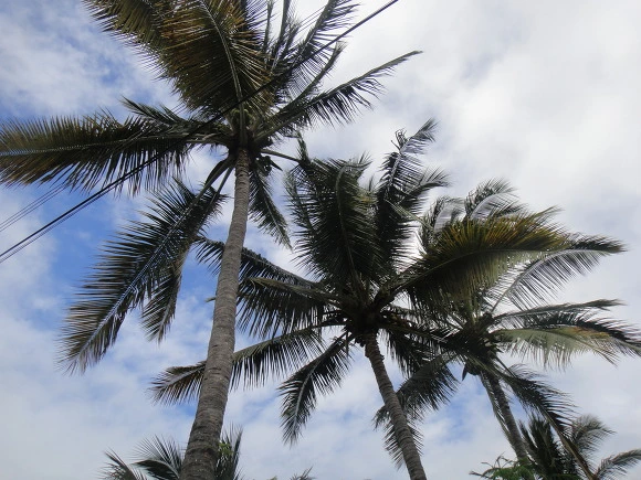 99AA393359FB7C3B279596