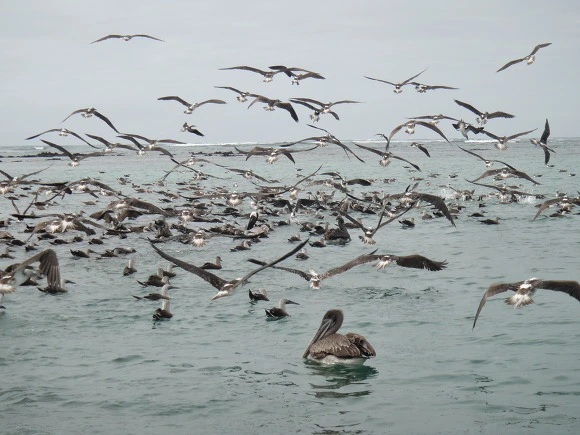 9987473359FB73992360A9