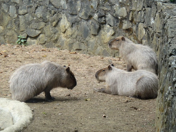 995AD7335A0062E8283D84