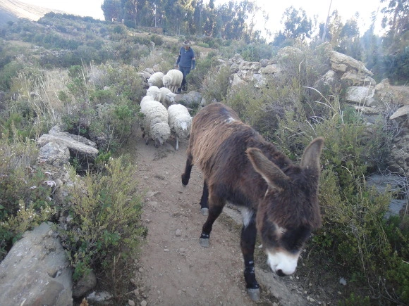 9956803359FACABA32350B