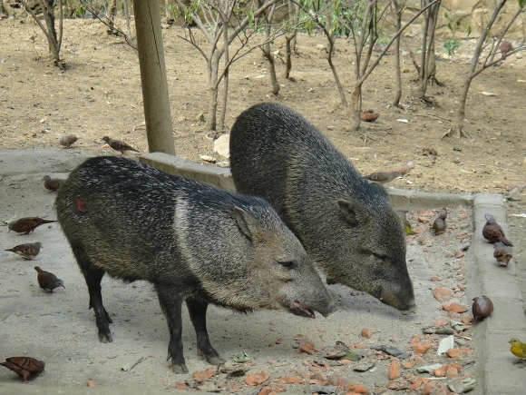 99AEF6335A0062E41EA81C