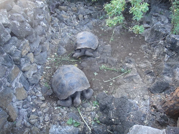 9940D93359FB566D0192FA