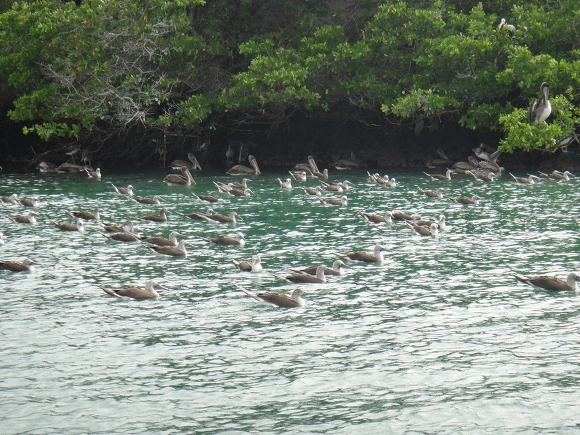 998E8A3359FB7394229A3E