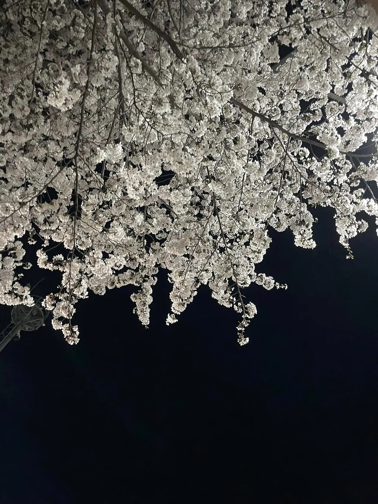 436480810_7473715702682017_7458617796056810314_n.jpg?stp=cp6_dst-jpg&_nc_cat=110&ccb=1-7&_nc_sid=833d8c&_nc_ohc=KHkaezKOWboQ7kNvgGDUnDU&_nc_ht=scontent-nrt1-2.xx&oh=00_AYB5mjFi42fsqwBpYmg524XwIXd6f60b5P07IlsgyP6aDA&oe=66C4D9AE