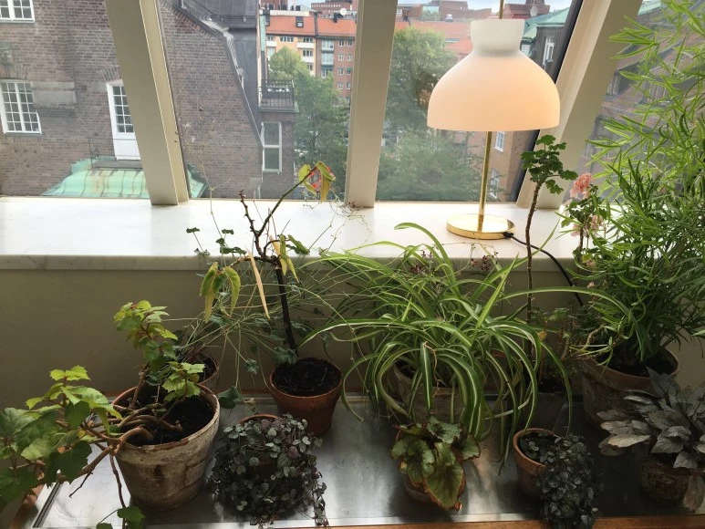 IMG_3039.JPG?type=w773