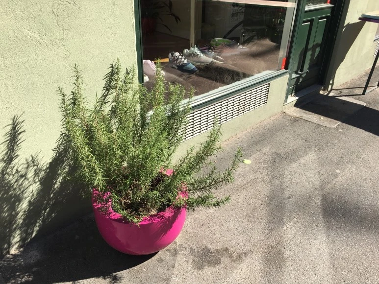 IMG_4014_%281%29.JPG?type=w773