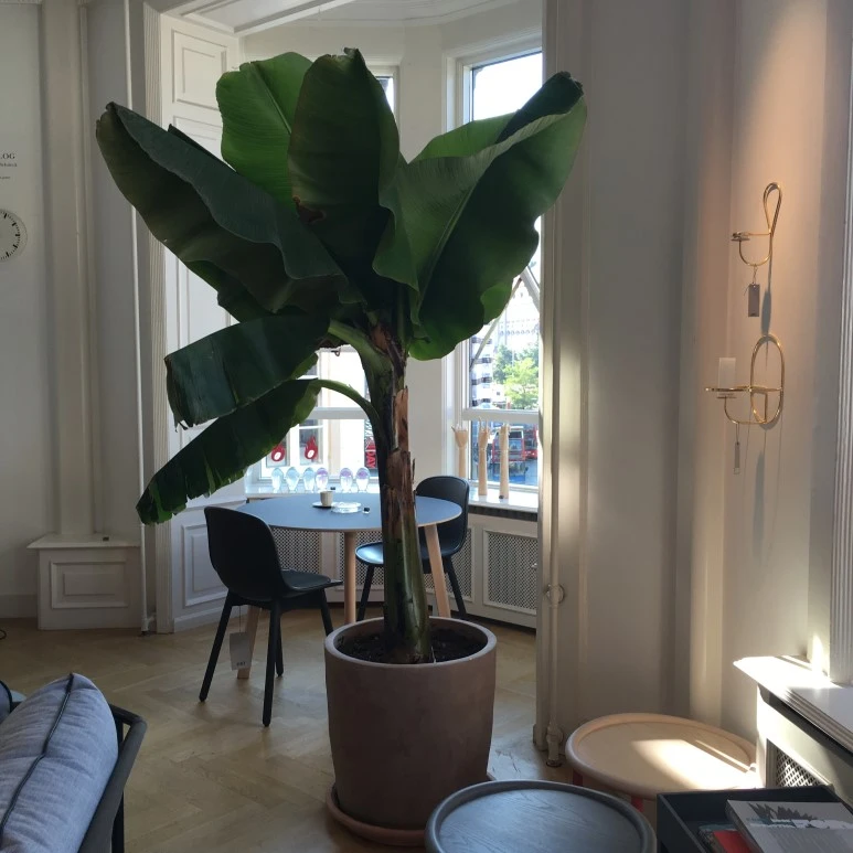 IMG_4668.JPG?type=w773