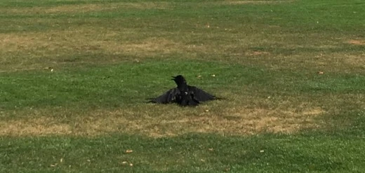 g_jffUd018svc1cd6ybblec2mg_d27yuw.jpg?type=w520