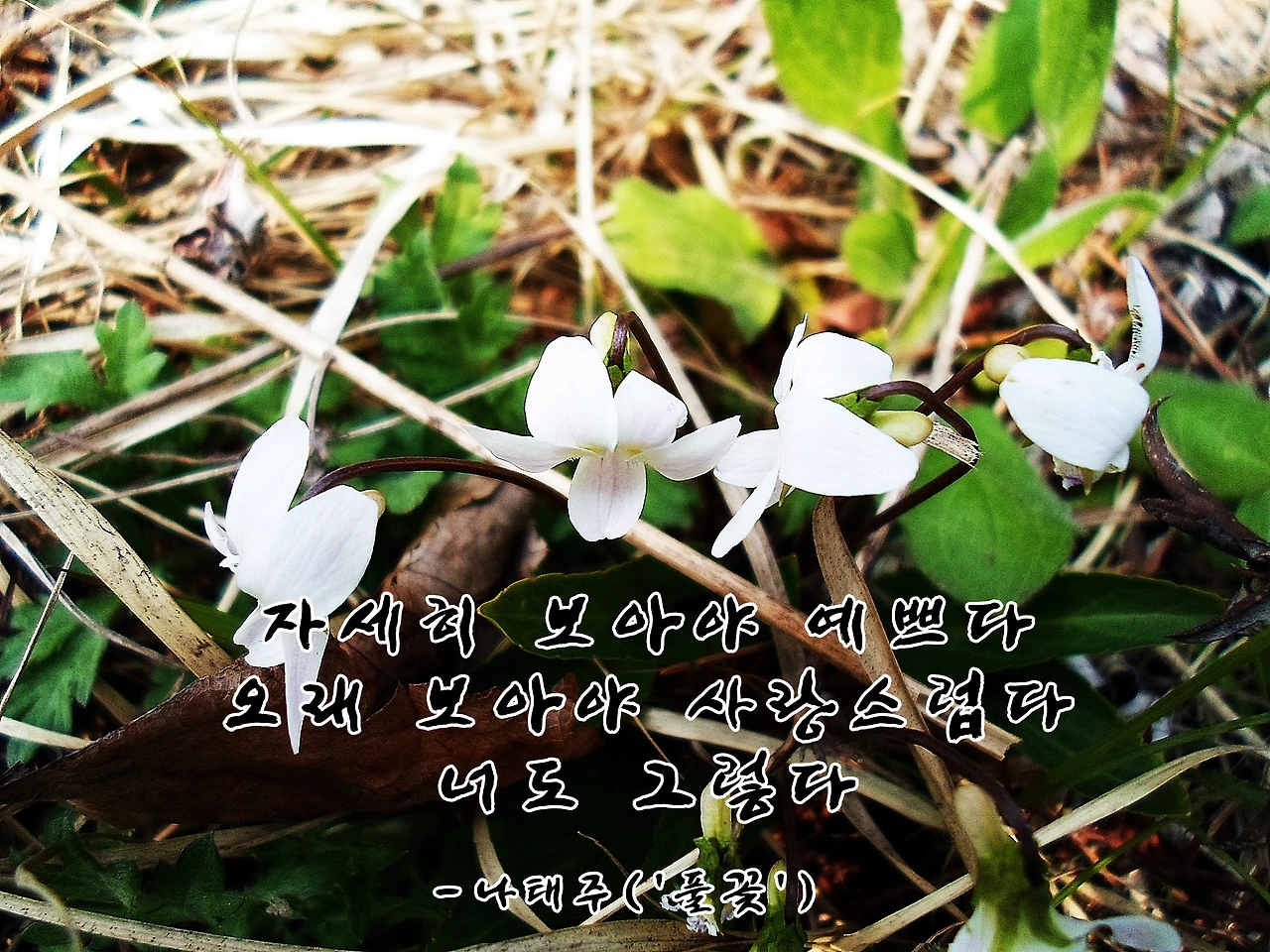 나태주 풀꽃.JPG