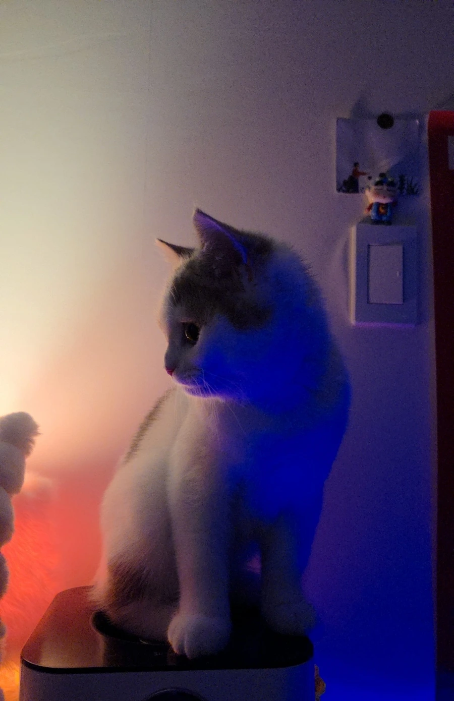 900%EF%BC%BF1741663093705.jpg?type=w966