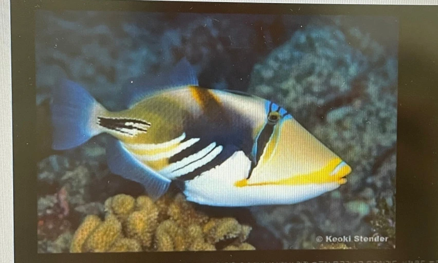 ?src=http%3A%2F%2Fblogfiles.naver.net%2FMjAyMzExMDNfMTYx%2FMDAxNjk4OTkyNzMzMTE3.KSxWdyfIFyJ19yKv2dEtuetcbwQhe177EdiemDrIINgg.f9Jpy1h-YqDIKk0CDv3KNh8iafEgkkK99fm6HD2Px2kg.JPEG.ofaay%2FKakaoTalk_20231103_145829410_03.jpg&type=sc960_832