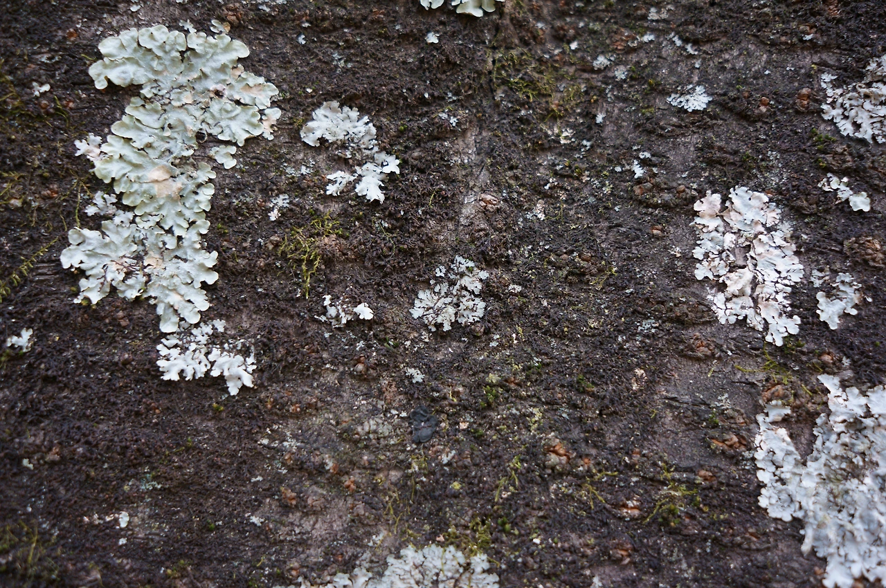 DSC03838-고목이끼 버섯1.JPG