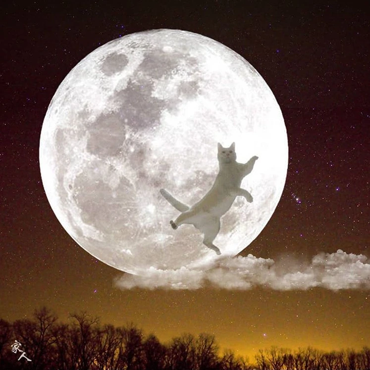 날아라 냥이.PNG