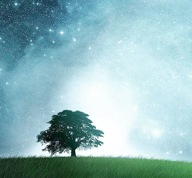 별과 나무와 풀.PNG