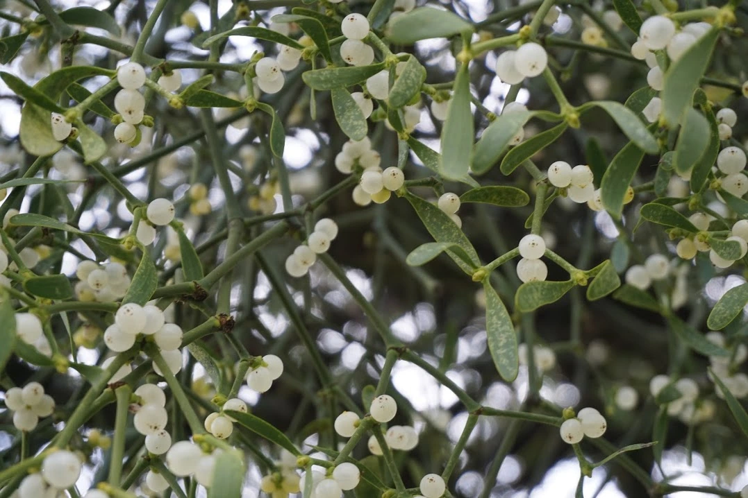 9TQRsscua_90BS5V8_0YZ2eUz81tvfjwwCsCg3wE6h-VV_IXGgfLjek4qdjLjVZgMlRNCHmOdwK3RUPMQVunLZBoNJER6Y0d6e1d2TSclewrXYQ3CBmYRHcAV7boGBe8ZWSMdrA