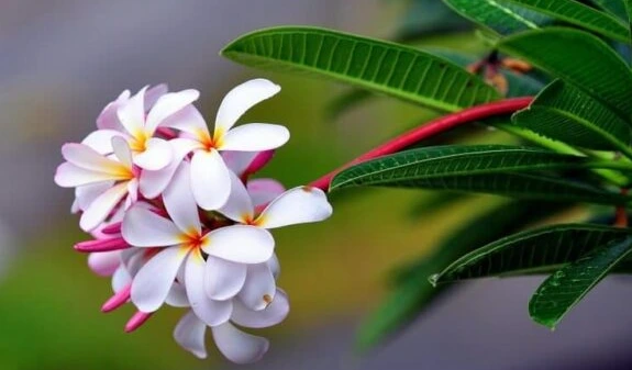 image.png?type=w1600