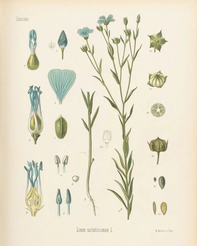 Linen_flower.jpg?type=w1