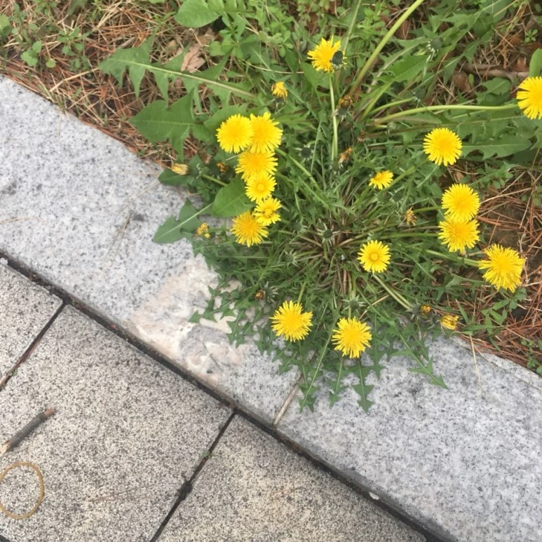 KakaoTalk_20180426_161414787.jpg?type=w773