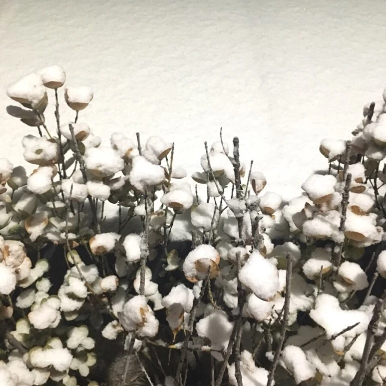 IMG_2128.jpg?type=w773