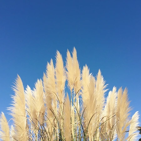 image_8991793751539838312596.png?type=w773