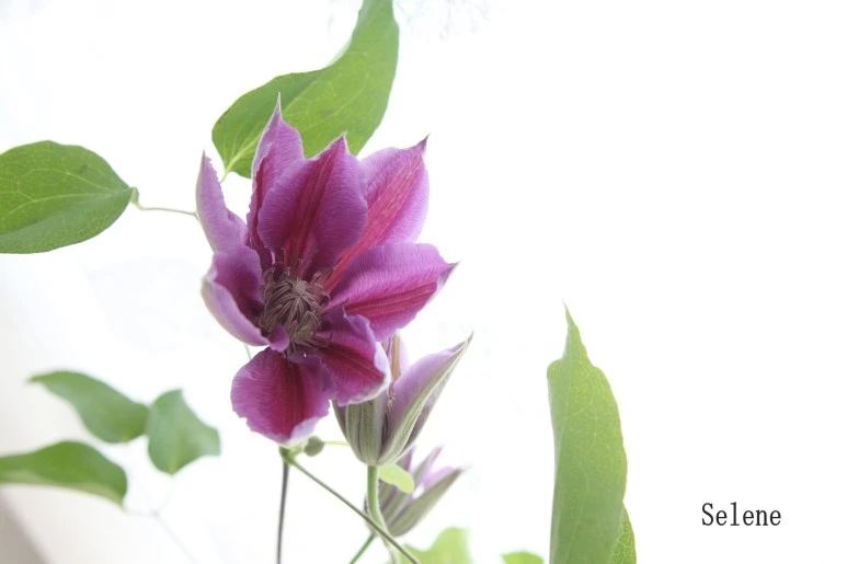 image_4145881371525335029499.jpg?type=w773