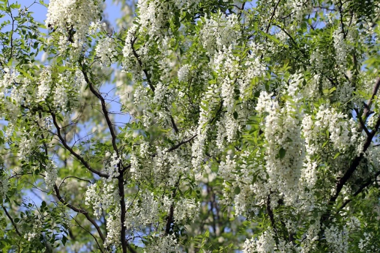 M3082D.jpg?type=w773