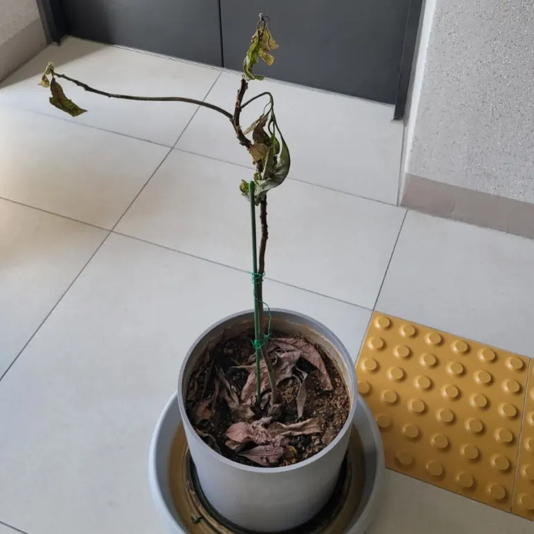 SE-5daa6169-42bb-11f0-a1ca-e7ce336f0cce.jpg?type=w773