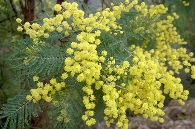 아카시아 미모사.jfif