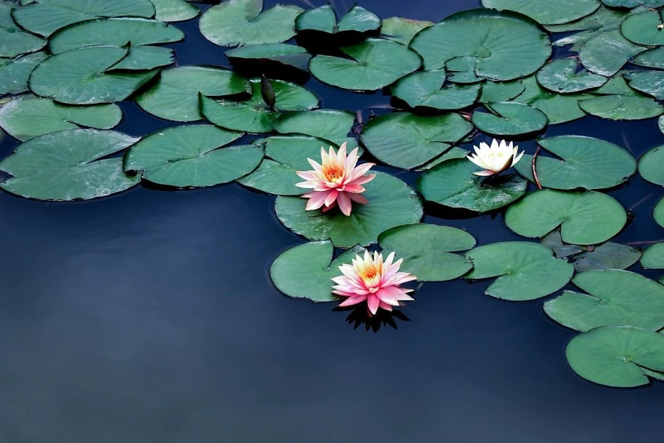 %EC%88%98%EB%A0%A8_%ED%94%BD%EC%82%AC%ED%8E%98%EC%9D%B4.jpg?type=w1