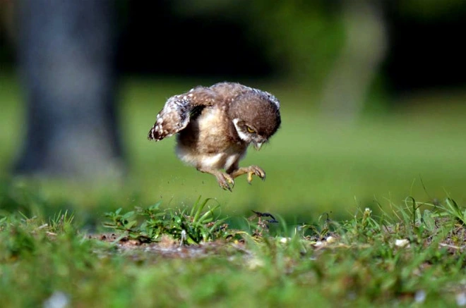baby-owl-learning-to-fly-peter-brannon.jpg?type=w1