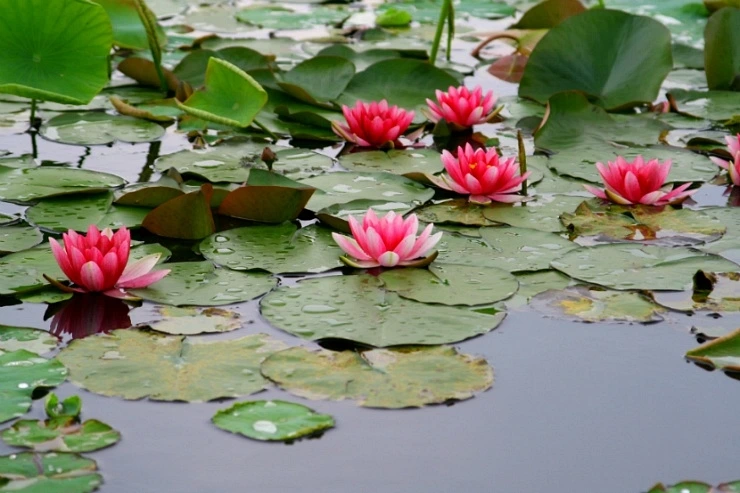 IMG_7092.jpg?type=w1