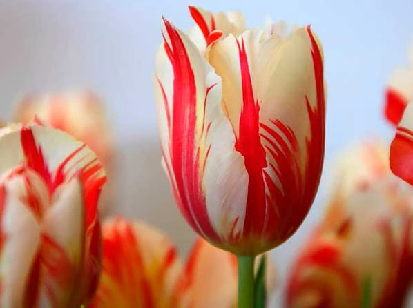 %ED%99%A9%EC%A0%9C%ED%8A%A4%EB%A6%BD.png?type=w773