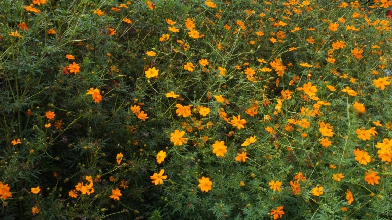 DSC01660.JPG?type=w773